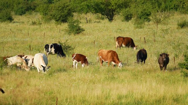 Close up of Stud Beef bulls and cows grazing on grass in a field, in Australia. eating hay and silage. breeds include speckle park, murray grey, angus, brangus and wagyu and hereford.