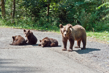 A family of brown bears, including a mother bear and her cubs, stand on the side of the...