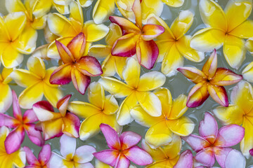 Tropical plumeria fragripani flowers bali bath with vibrant yellow and pink petals floating gracefully atop a serene water surface, creating a tranquil spa skin care relaxation time