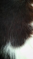 Closeup of cat fur texture