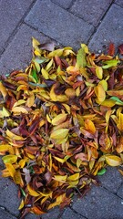 Dry fallen leaves are collected together on paving stones