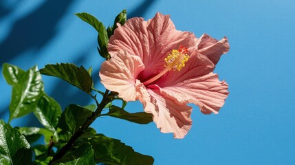Pink hibiscus flower against vibrant blue background for nature and floral design