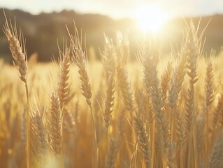 Fototapeta premium close-up of golden wheat heads swaying gently in a sunlit field, showcasing rich textures and the warm glow of natural sunlight filtering through