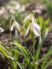 Fototapeta premium white snowdrops closeup