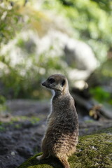 Beautiful black, white and grey african meerkat animal enjoying sunlight on a rock in the green grass surrounded by trees