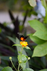 Beautiful colourful butterfly on a green leaf in a garden in the summer, spring sunny season