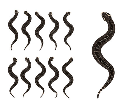Puff Adder Snake Animal Animation Sequence Cartoon Vector