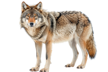Majestic grey wolf on transparent background: wild dog with powerful posture.