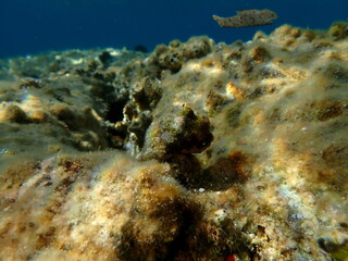 Southern oyster drill or Redmouthed rocksnail (Stramonita haemastoma) undersea, Aegean Sea, Greece, Halkidiki, Kakoudia beach