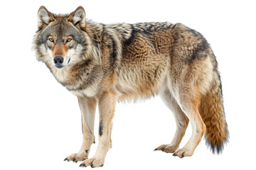 Obraz premium Majestic grey wolf on transparent background: wild dog with powerful posture.