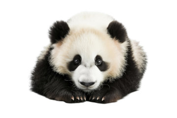 Panda on transparent background: precious creature with black and white fur