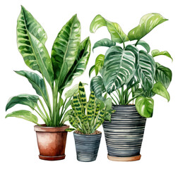 Obraz premium PNG Plant houseplant leaf freshness.