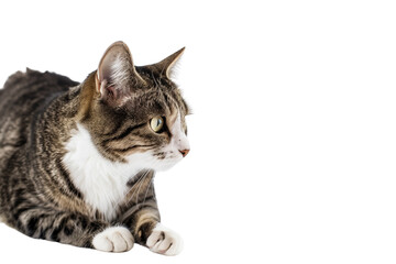 Fototapeta premium Playful tabby cat
