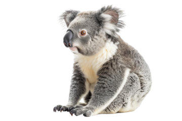 Adorable koala on transparent background: cute marsupial with soft fur.