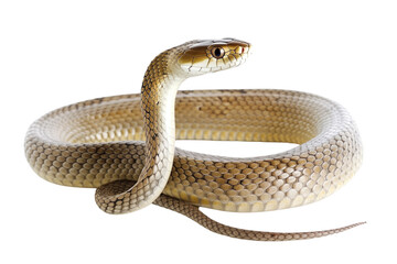 Fototapeta premium Ball Python on Transparent Background: A Delicate Reptile with Patterned Skin
