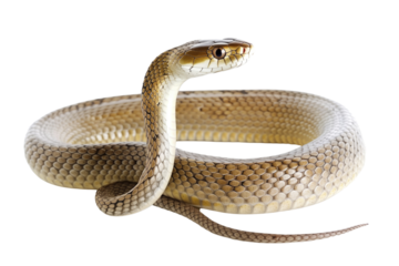 Ball Python on Transparent Background: A Delicate Reptile with Patterned Skin