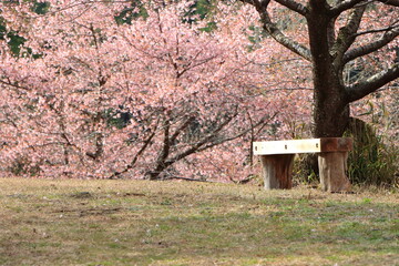 桜に囲まれたベンチ