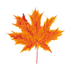 Orange maple autumn leaf sketch. Hand drawn fall background element. Bright yellow vibrant maple leaf organic shape. Natural texture freehand drawing.