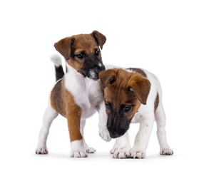Two naughty smooth fox terrier dog puppies playing. Isolated on a white background.