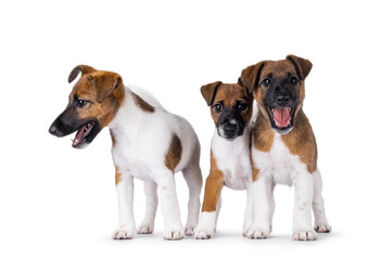 Three naughty smooth fox terrier dog puppies standing next to each other on a row. Isolated on a...
