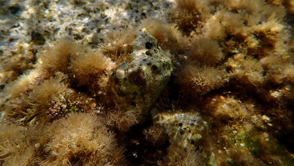 Southern oyster drill or Redmouthed rocksnail (Stramonita haemastoma) undersea, Aegean Sea, Greece, Halkidiki, Kakoudia beach