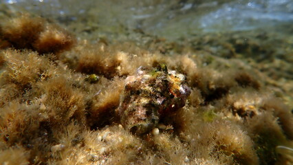 Southern oyster drill or Redmouthed rocksnail (Stramonita haemastoma) undersea, Aegean Sea, Greece, Halkidiki, Kakoudia beach