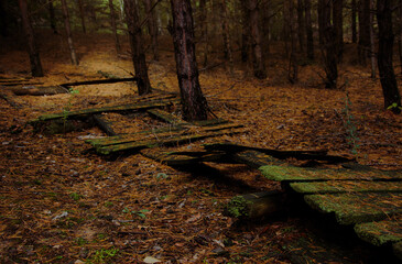wooden road in the forest