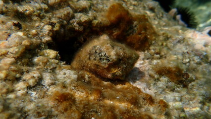Southern oyster drill or Redmouthed rocksnail (Stramonita haemastoma) undersea, Aegean Sea, Greece, Halkidiki, Kakoudia beach