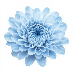 Obraz premium Pale blue chrysanthemum flower isolated on white background, featuring soft cool tones and intricately detailed petals