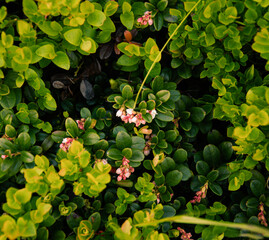 lingonberry in bloom