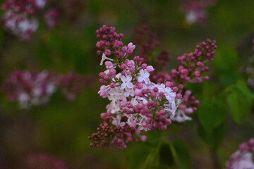 Obraz premium close up of lilac