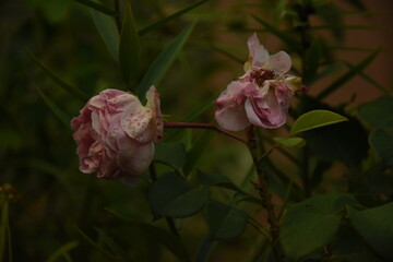 withered pink rose in the garden