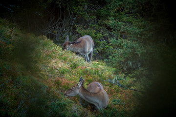 a red deer female and her calf on the mountains at a autumn evening