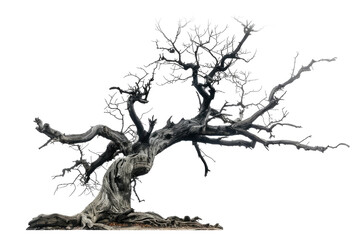 old dark spooky dead tree isolated on white or transparent png