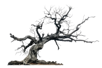 old dark spooky dead tree isolated on white or transparent png
