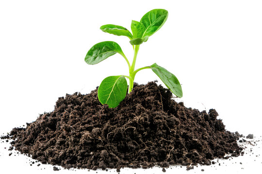 green seedling sprout growing from soil isolated on white or transparent png