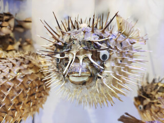 Souvenir of dried spherical puffer fish with needles