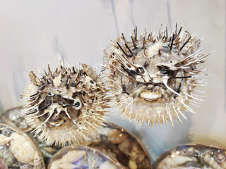 Souvenir of dried spherical puffer fish with needles