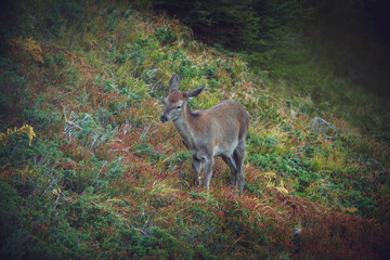 a deer calf on the mountains at a autumn evening