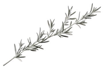PNG Rosemary plant herbs white background.