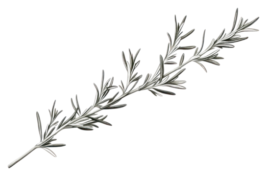 PNG Rosemary plant herbs white background.
