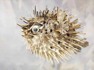 Souvenir of dried spherical puffer fish with needles © Mari