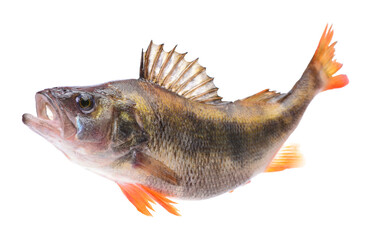 Fish perch isolated on white
