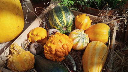 Various types of pumpkins in a wooden box on the straw, pumpkin exhibition