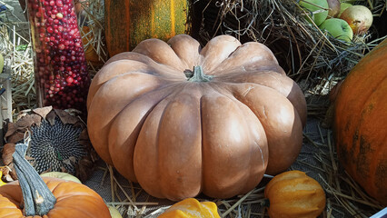 Big pumpkin on straw, surrouned by smaller vegetables