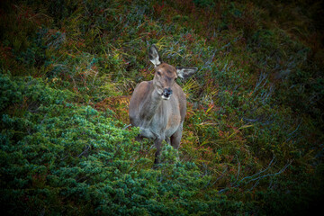 a red deer female in heather and juniper with autumn colors at a evening