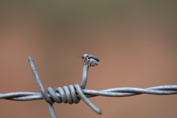 An insect on a barbed wire