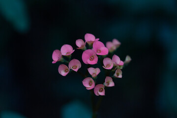 flower in the garden