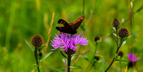 butterfly on a flower close up