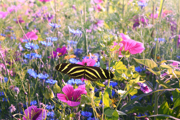 Schmetterling 1229 © K.-U. Häßler